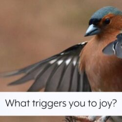 what-triggers-you-to-joy