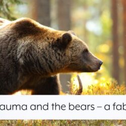 trauma-and-the-bears