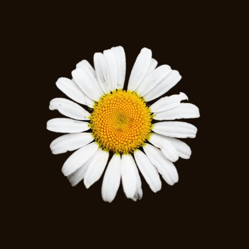 Carolyn Spring Ltd logo